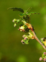 MSA RIBES NIGRUM 50 ML - Farmastop