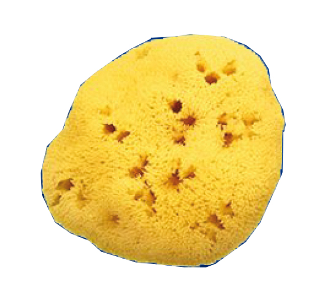 SPUGNA NATURALE FORI L 12/13CM 9 - Farmastop
