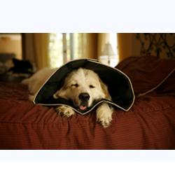 COMFY CONE COLLARE ELISABETTIANO INNOVATIVO M DIAMETRO 20 CM - Farmastop