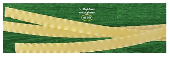 E MAFALDINE 500 G - Farmastop