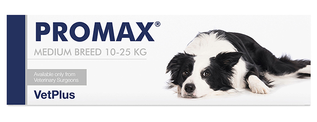 PROMAX MEDIUM BREED 18 ML - Farmastop
